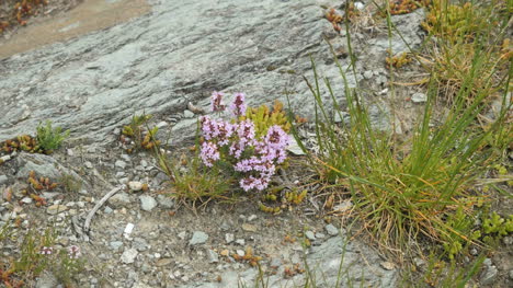 New-Zealand-Purple-Flowers-Zoom-In